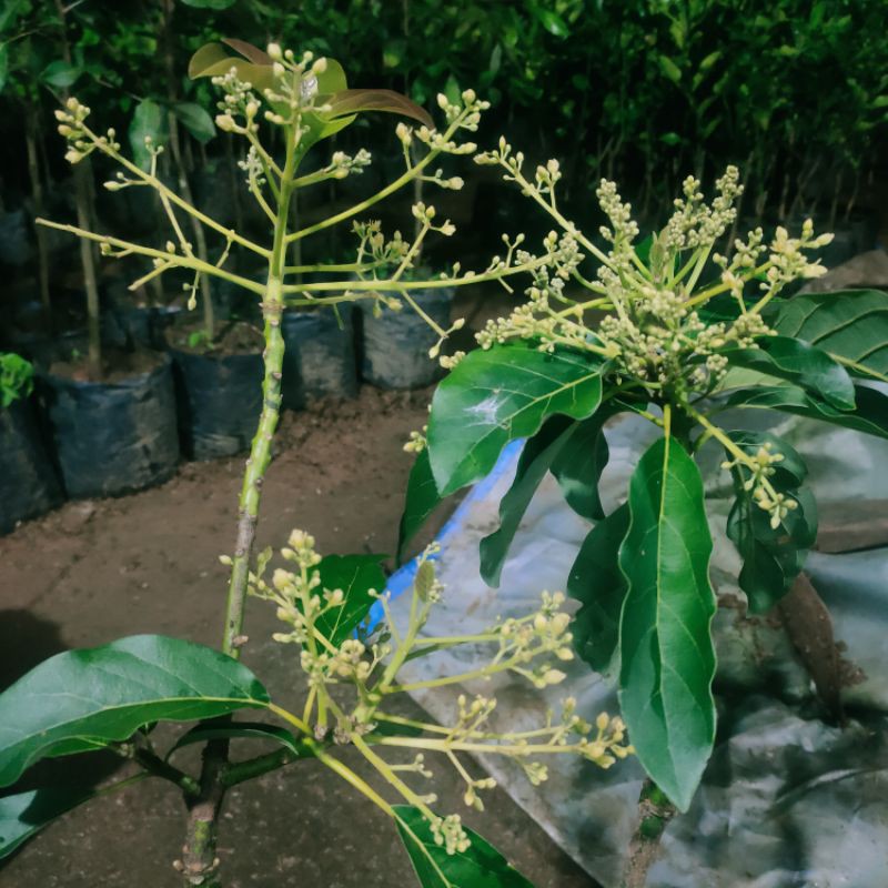 alpukat aligator berbunga