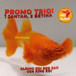 [PROMO] ALBINO KOI RED EAR gen KING 1 JANTAN RED EAR & 2 BETINA RED EAR kualitas & genetik Top Grade