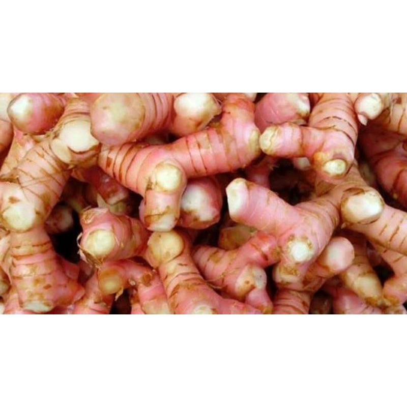 

Lengkuas Muda segar/250gr