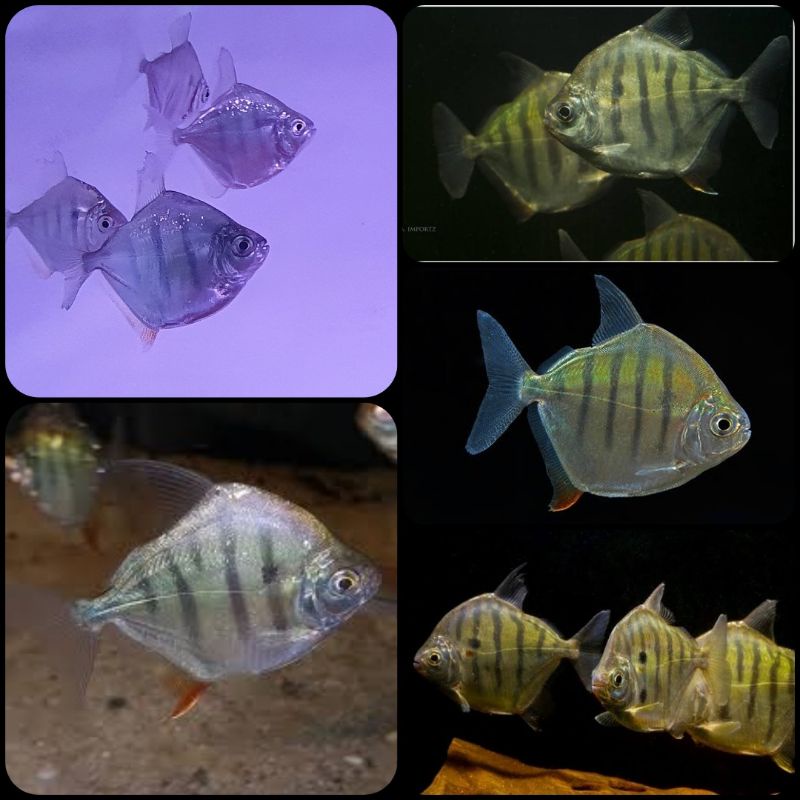 ikan metynnis fasciatus untuk aquarium dan aquascape