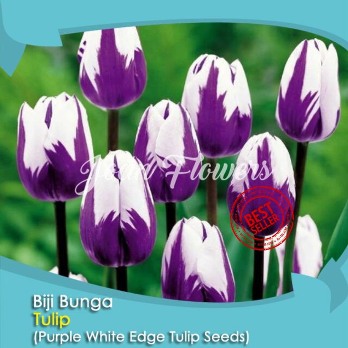 Fantastis 10 Gambar  Tanaman  Bunga Tulip  Gambar  Bunga HD