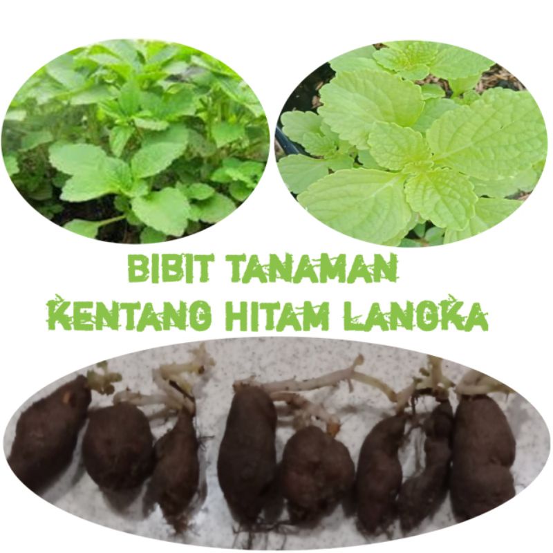 Bibit tanaman kentang hitam langka