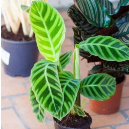 tanaman hias calathea zebrina/zebrina