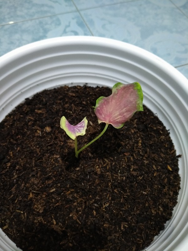 Caladium Whorton,bibit Caladium ,keladi Hias