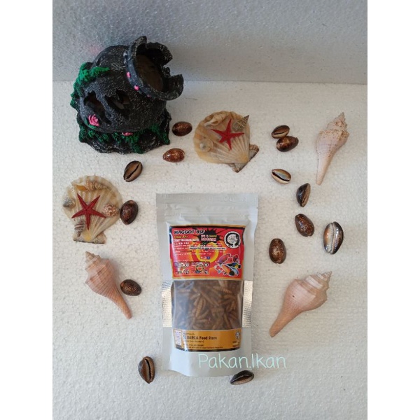 Maggot BSF Grade A ++ El Barca Red Yellow Booster Pakan Channa Cana Chana Ulat Hongkong Elbarca