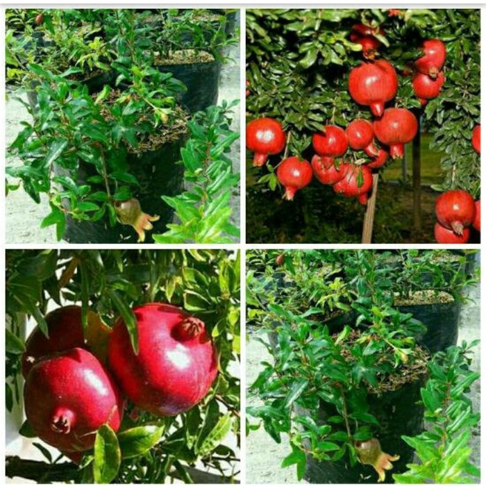 SALE BIBIT BUAH DELIMA TURKI MERAH JUMBO KONDISI BERBUNGA BUAH DELIMA 