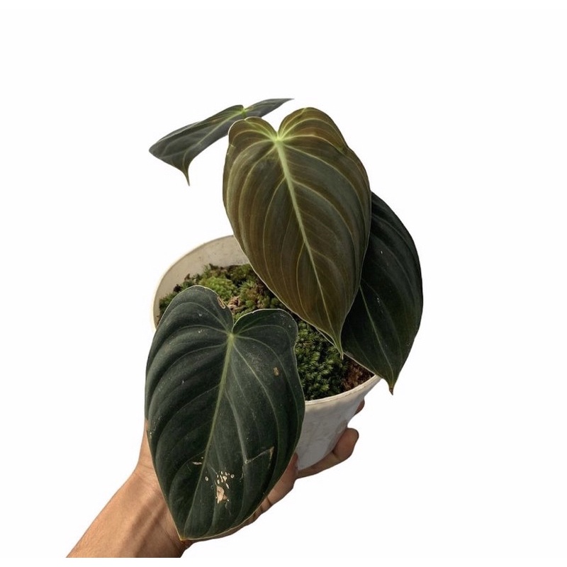 philodendron melanochrysum / melano