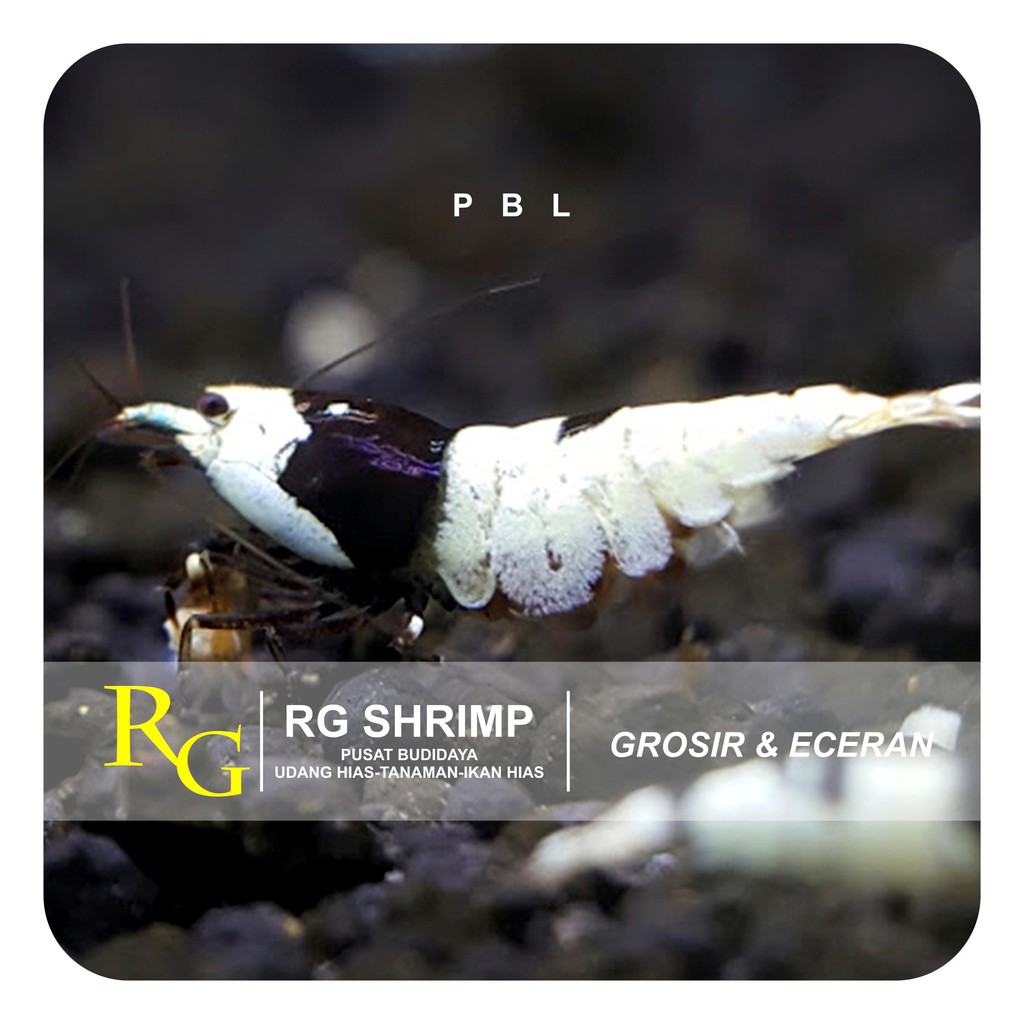 Udang Hias Pure Black Line PBL Aquascape dan Aquarium