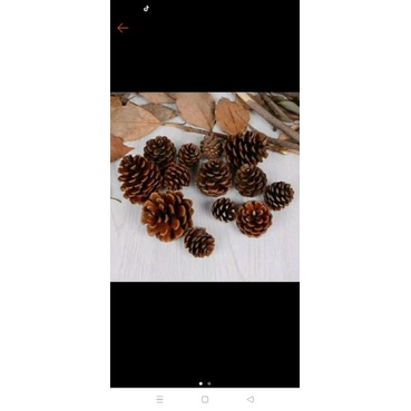 pinus kering/bunga kering/biji pinus/bunga pinus