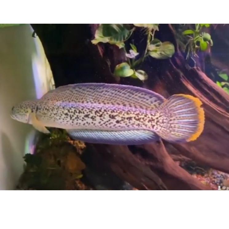 Harga Spesial.. chana baby Barca bahanan kontes 3-4cm