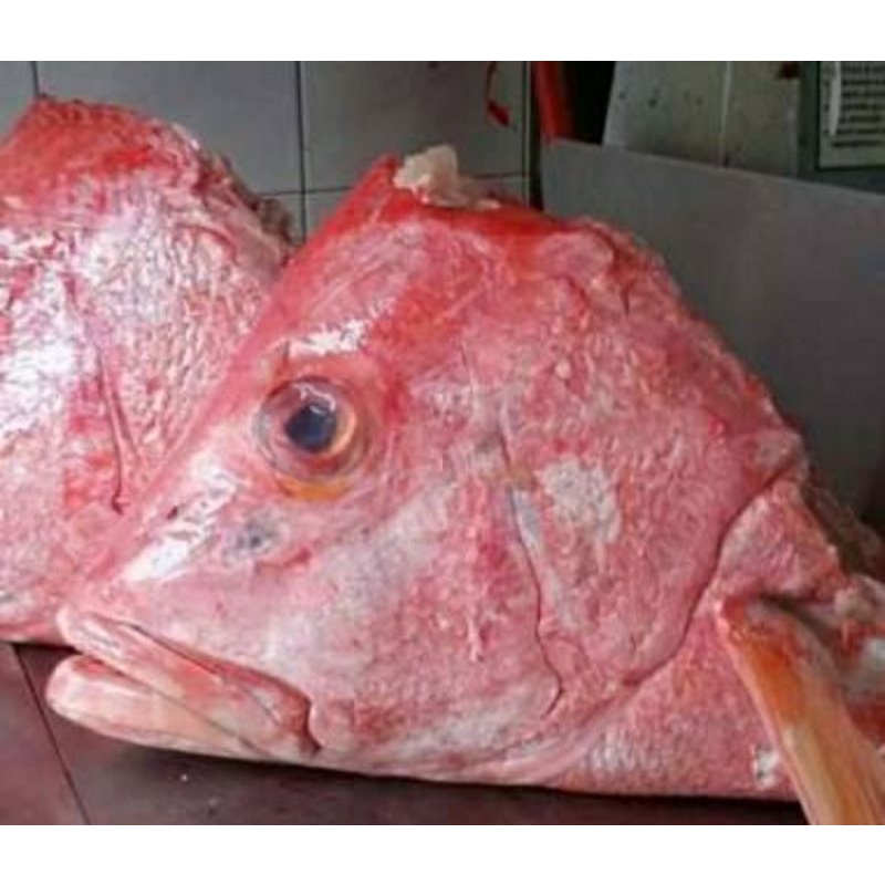

kepala kakap merah