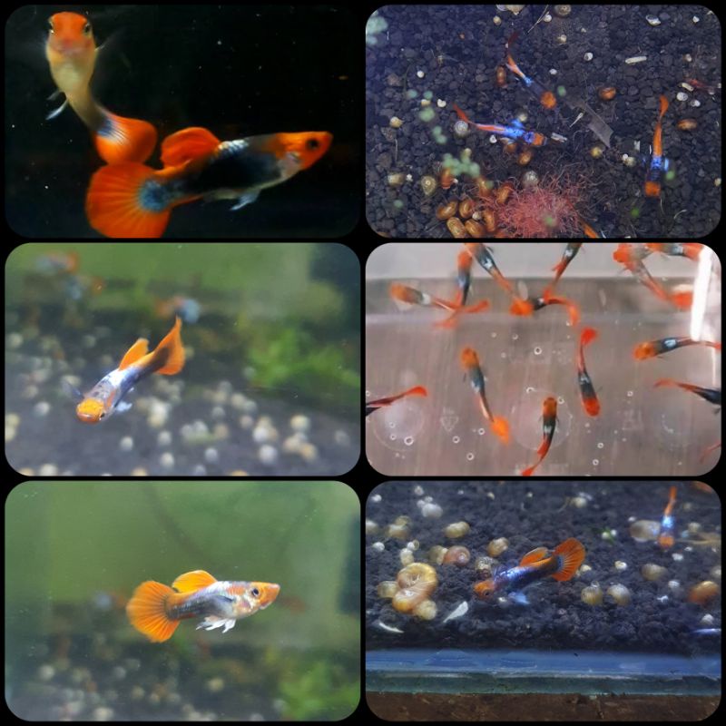 ikan guppy tuxedo koi untuk aquarium dan aquascape