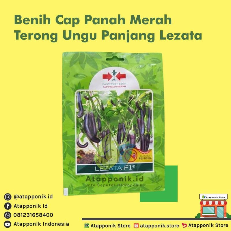 benih bibit terong ungu panjang lezata f1