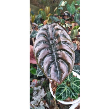 alocasia cuprea (dewasa)
