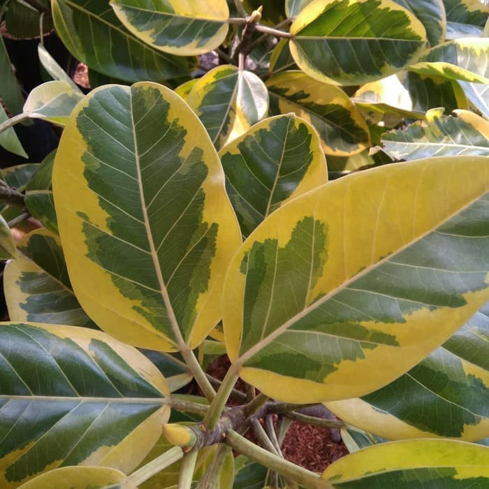 pohon hias karet kebo varigata kuning