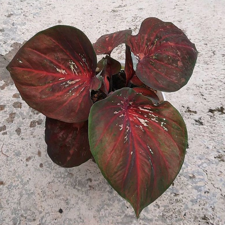 caladium doreng / thai series