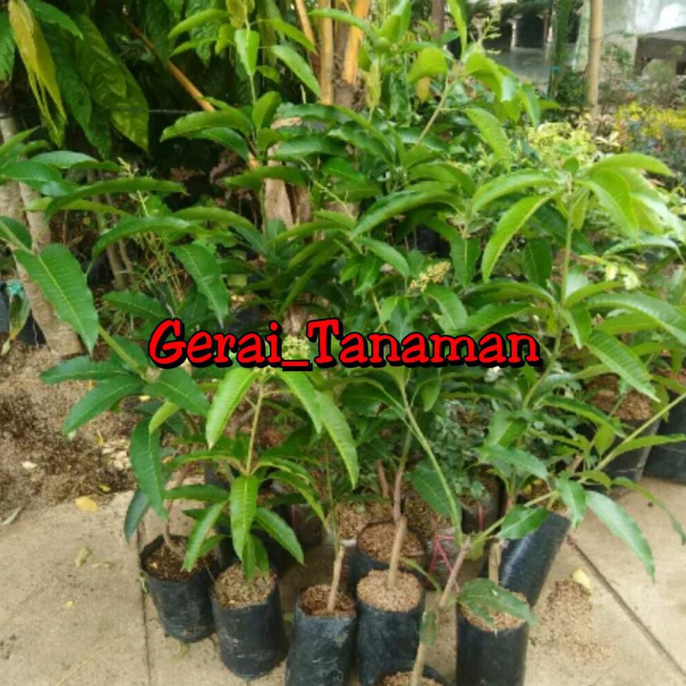 *L&* BIBIT MANGGA CHOKANAN BERBUNGA DM=