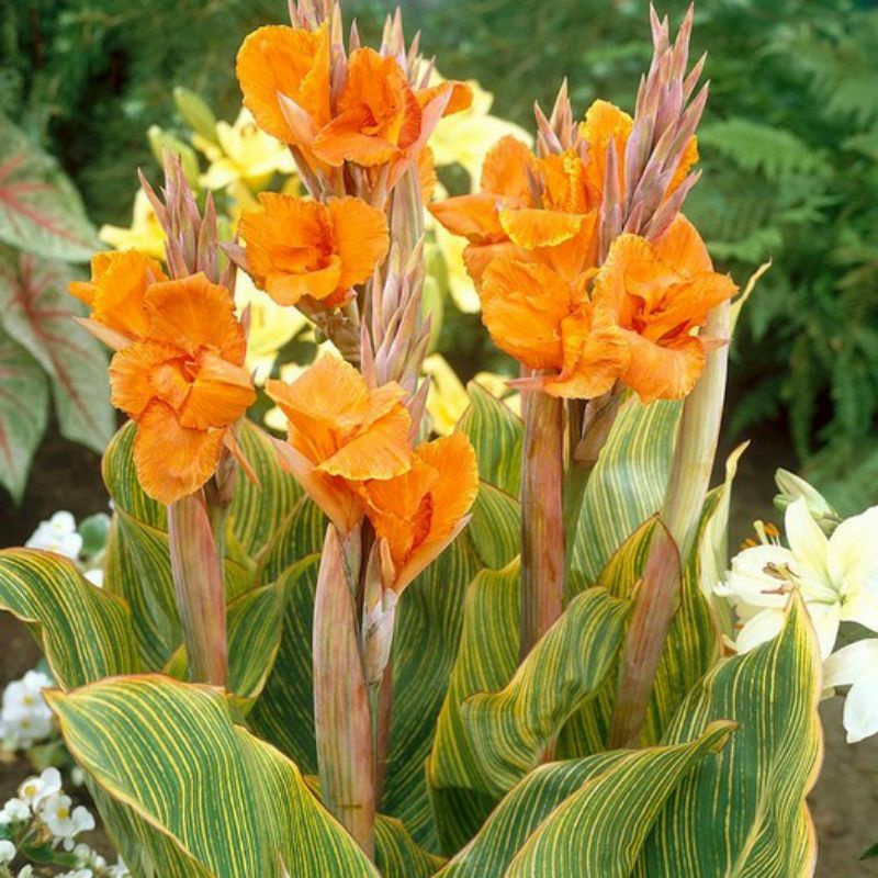 Tanaman hias Pisang kana Golden bunga orange - tanaman hias hidup calathea kuning- bunga hias- tanam