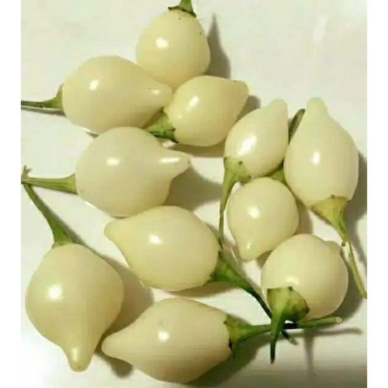 

BENIH BIJI Cabe hias jenis YELLOW WHITE red CUPHETINHO