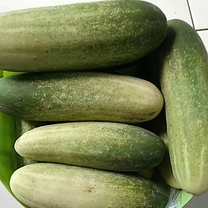 

Timun Lalap petik segar