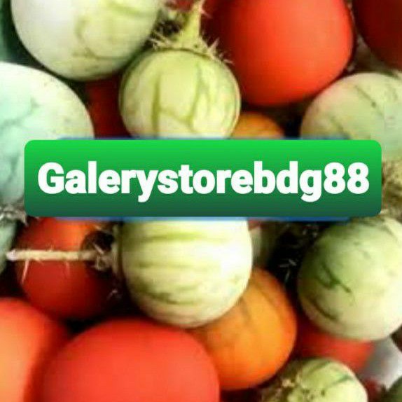 

Jual buah terong hutan terong pari segar petik langsung 250 gram