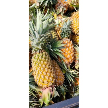 

NANAS MADU