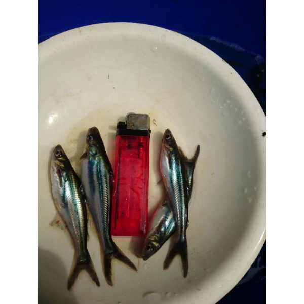 bibit ikan patin