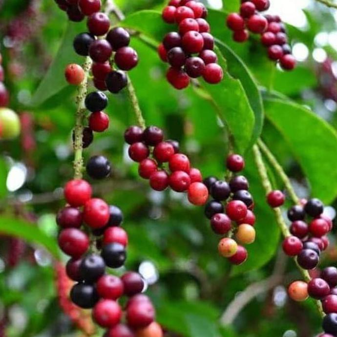 Reb0N Pohon Buni Bibit Buah Huni Tanaman Langka Unik Untuk Bahan Rujak