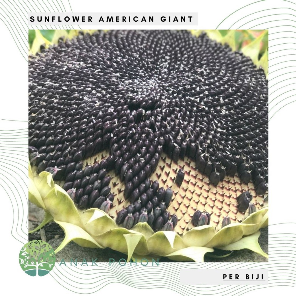 Benih Bibit Biji - Sunflower American Giant Flower Seeds - IMPORT