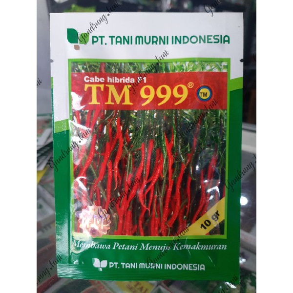 BENIH CABAI CABE KERITING TM 999