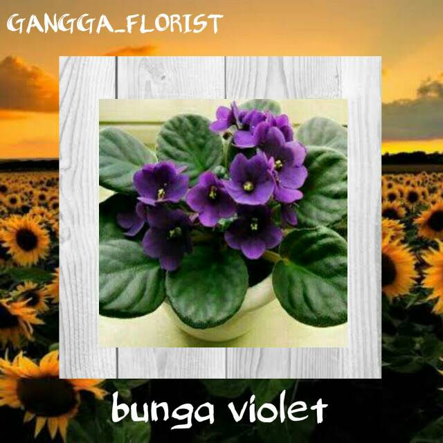 Tanaman Hias Bunga Violet Shopee Indonesia