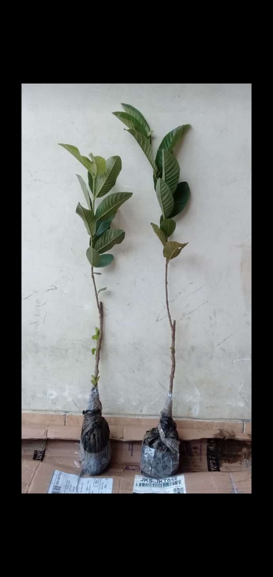 Bibit Jambu Biji Mega Merah