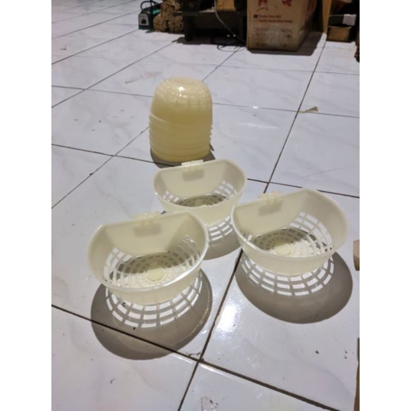 Tarangan sarang burung kenari Finch tarangan kenari elite song