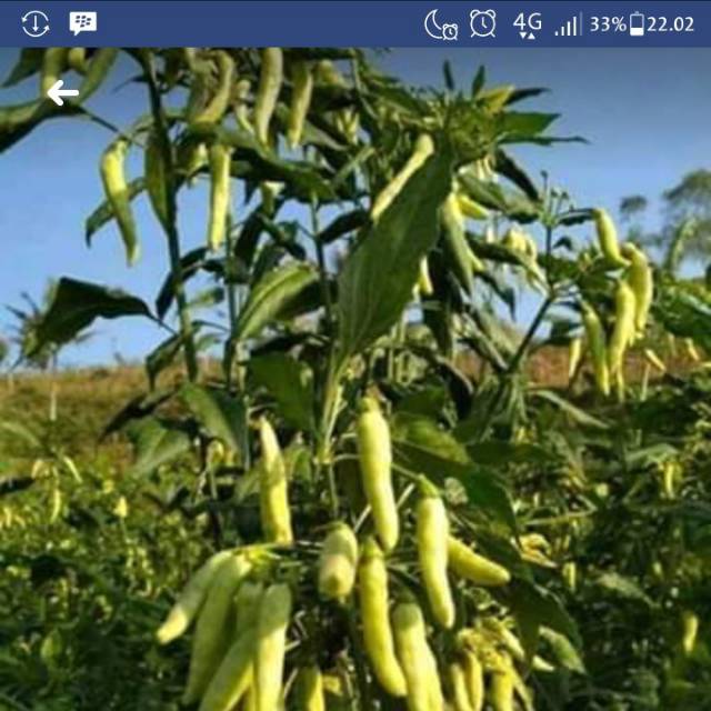 BIBIT CABE RAWIT PUTIH