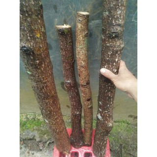 Kayu Lemo Kayu Penakluk Ular Asli Gunung Karang Banten Shopee Indonesia