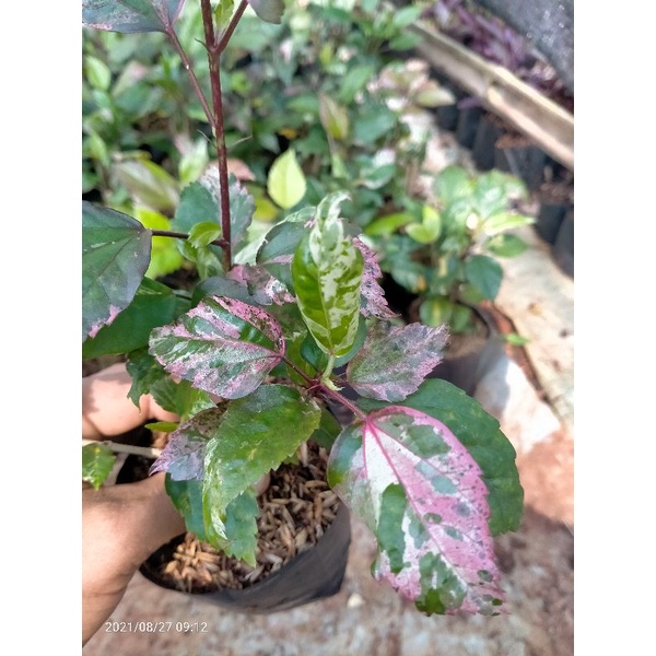 tanaman hias bunga sepatu daun tricolour bunga merah