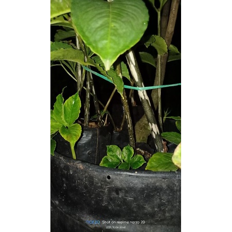 bibit porang hitam dan hijau dari katak ukuran besar