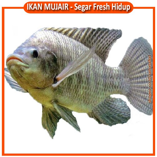 

1 KG IKAN MUJAIR PREMIUM HIDUP SEGAR DAN FRESH