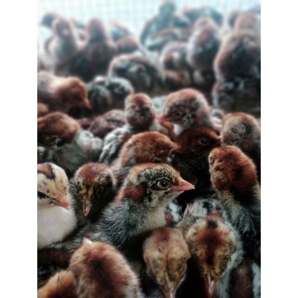 

anak ayam Arab