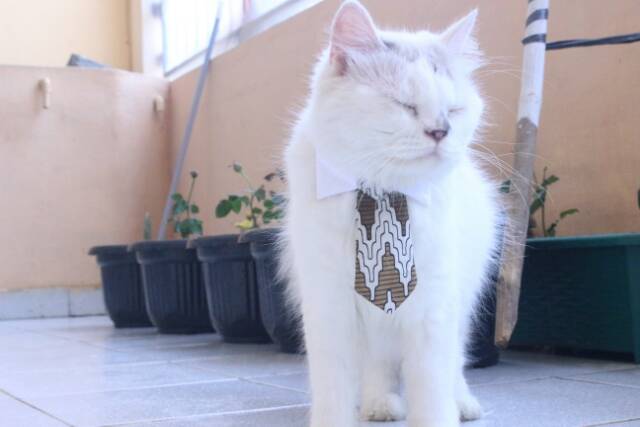 Dasi panjang untuk kucing dan anjing / aksesoris hewan lucu / long tie for cat size adult kitten