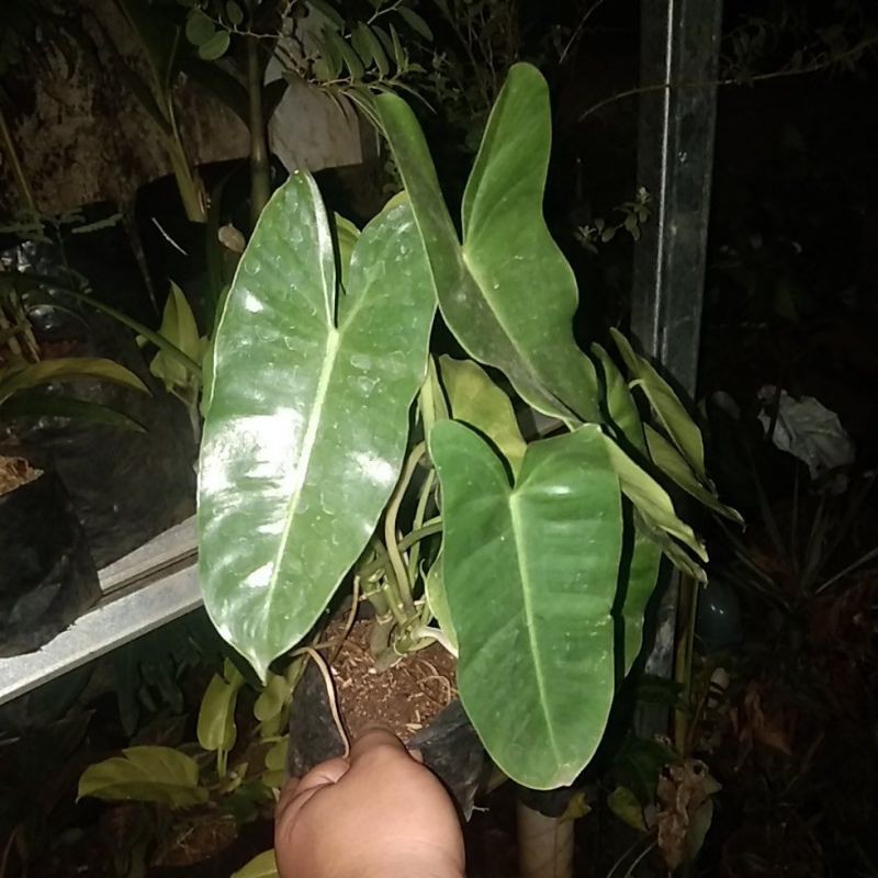 tanaman hias pilo brekele-tanaman philo brekele-pilo brekele