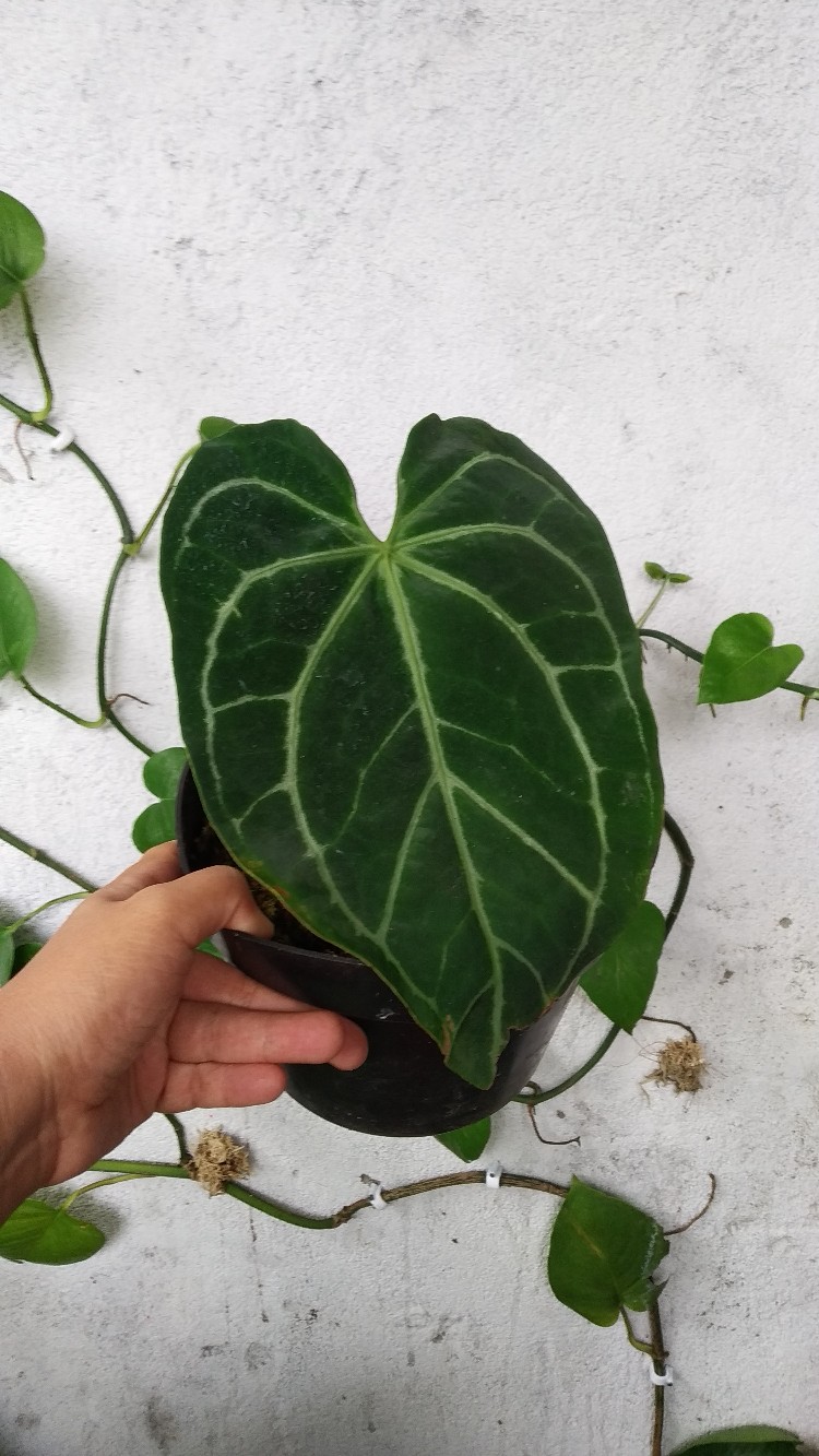 Anthurium Magnificum Norte