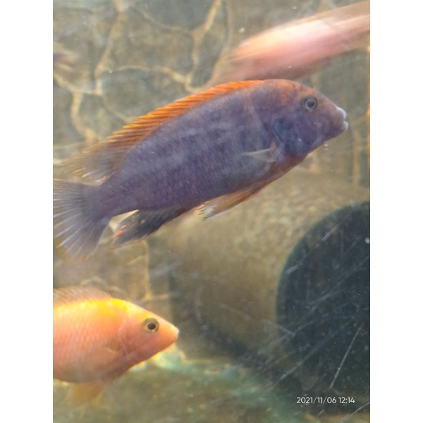 Red Top Hongi Germany Cichlid