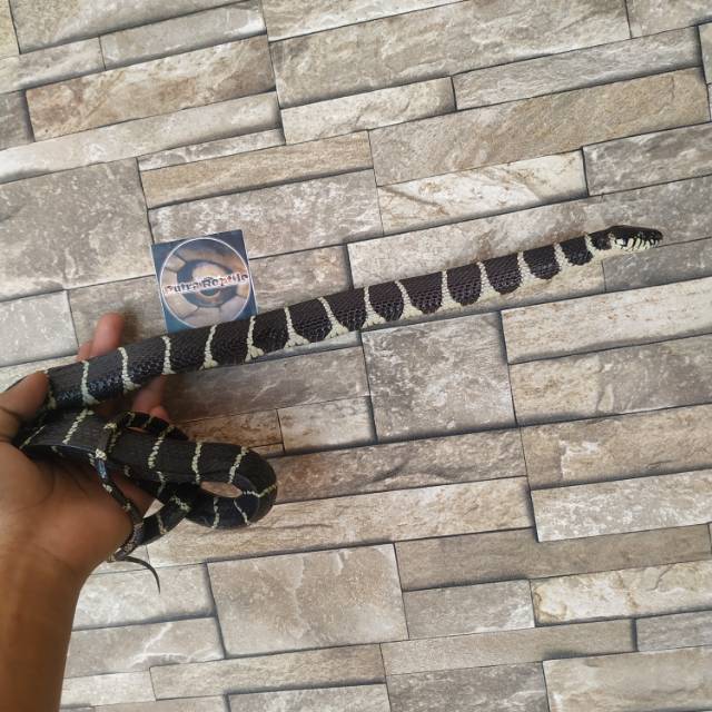 boiga dendropil (cincinperak)