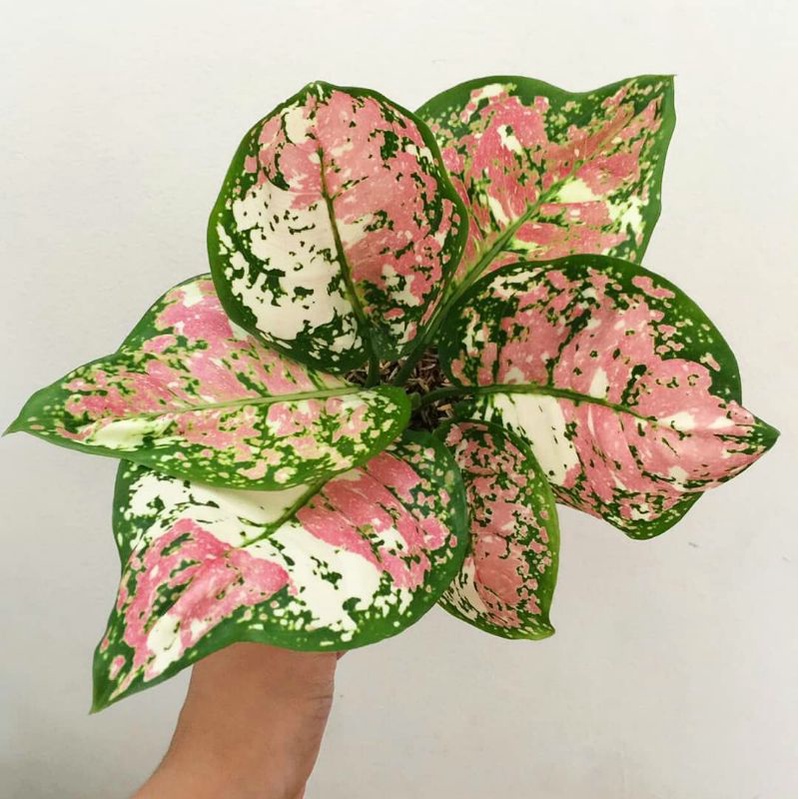 Tanaman Hias Bunga Aglaonema Murah Aglonema Dud Tri Colour atau Dud 3 Color