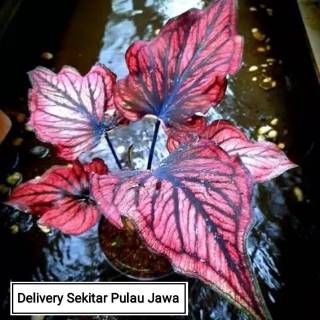 Keladi Pinky Boy Caladium Shopee Indonesia