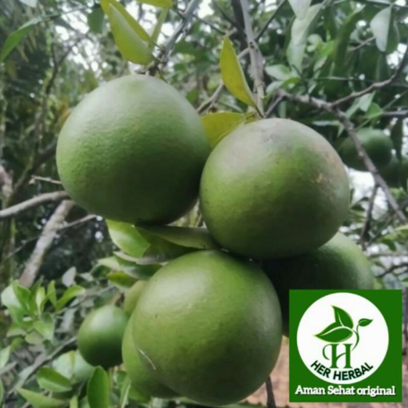 

buah jeruk nipis segar fresh