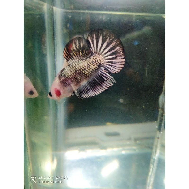 cupang hias koi coper gold