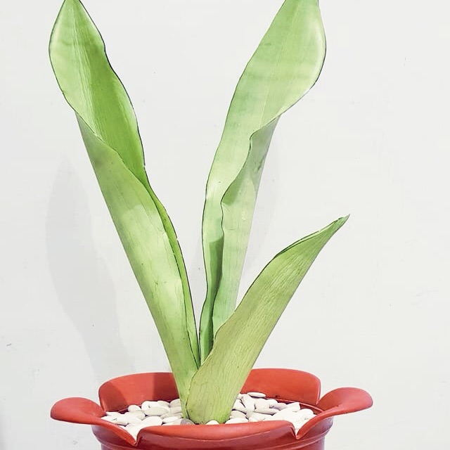 Sansevieria moonshine