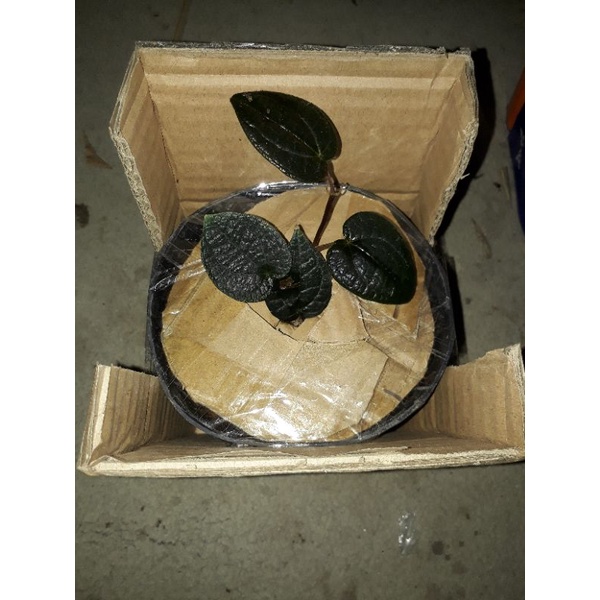 Sirih Hitam Asli